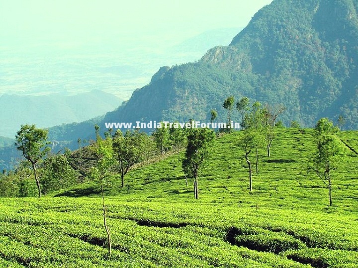 Towards Kodanad View Point